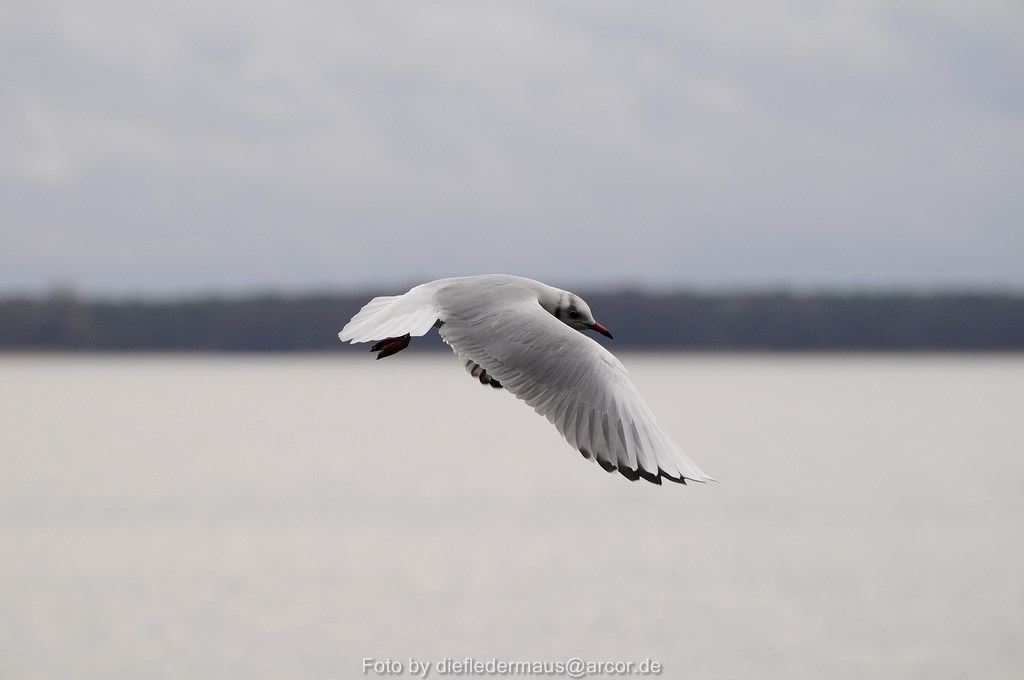 Möwe am Müggelsee