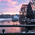 Möwe am Mühlenteich in Lübeck