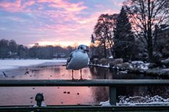 Möwe am Mühlenteich in Lübeck