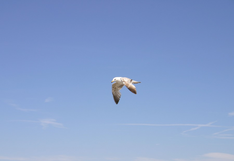 Möwe am Neusiedler See