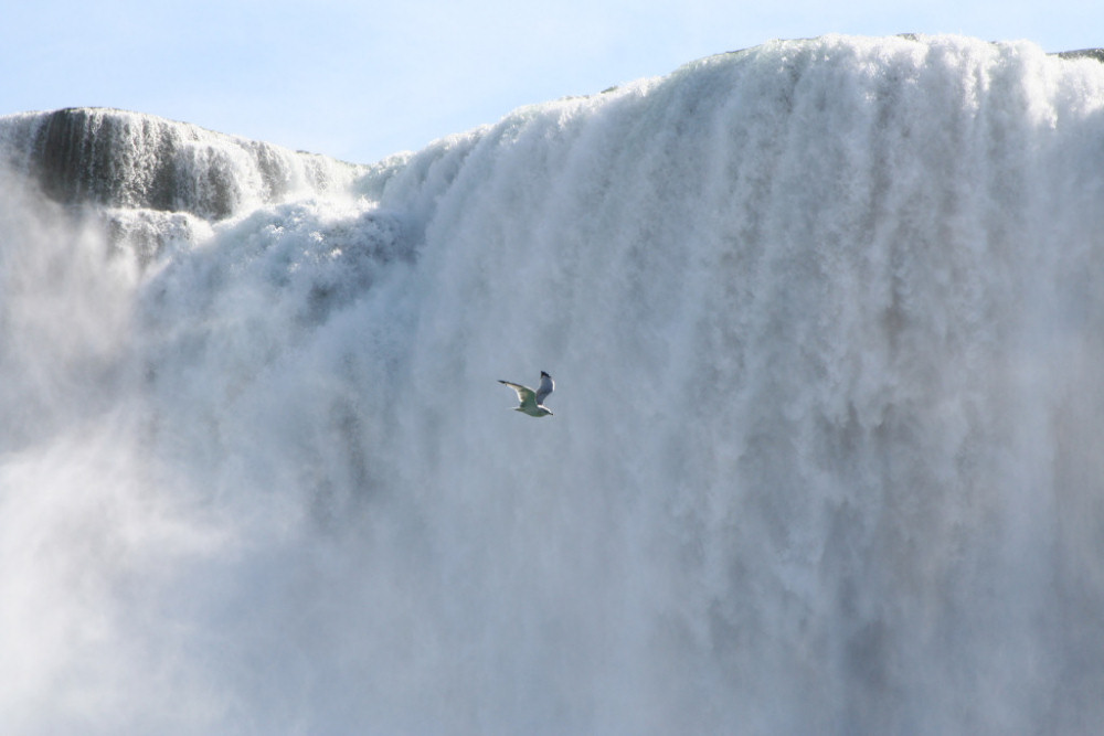 Möwe am Niagara Wasserfall