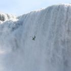 Möwe am Niagara Wasserfall