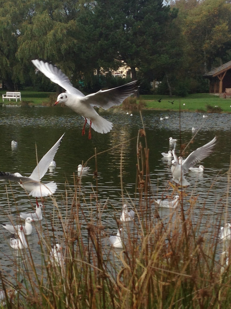 Möwe am Nieblumer Dorfteich