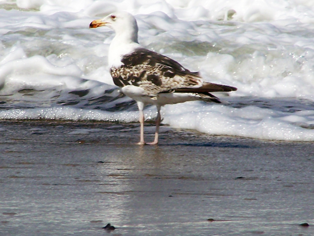 Möwe am Nordseestrand!