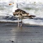 Möwe am Nordseestrand!