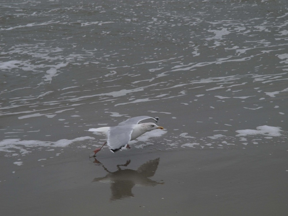 Möwe am Nordseestrand