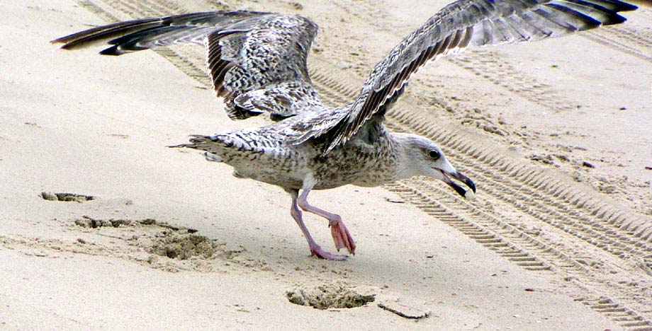 Möwe am Nordseestrand