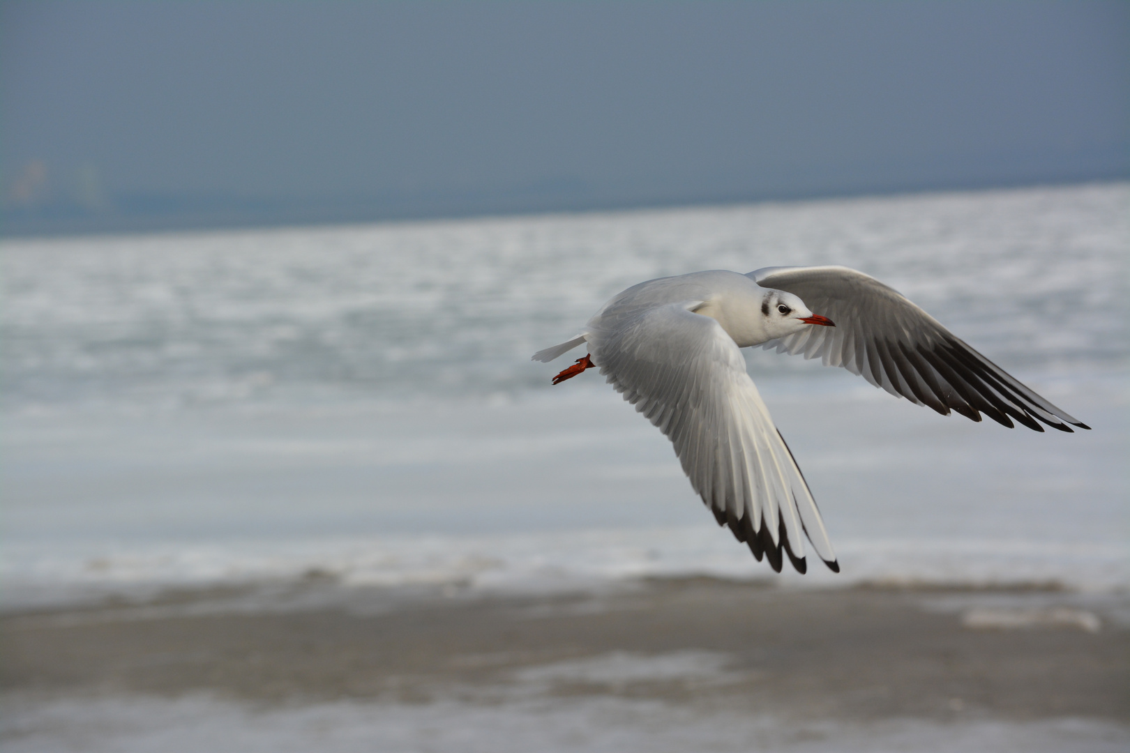 Möwe am Ostseestrand