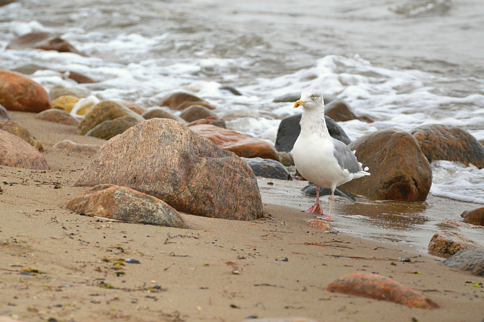 Möwe am Ostseestrand