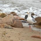 Möwe am Ostseestrand