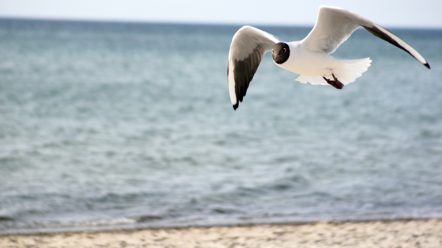 Möwe am Ostseestrand