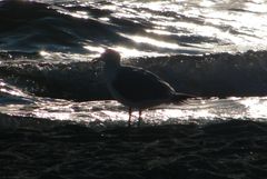 Möwe am Ostseestrand