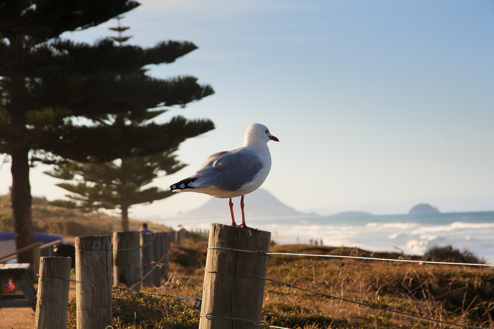 Möwe am Papamoa Beach