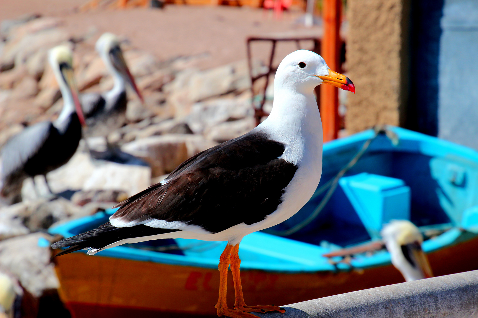 Möwe am Pazifik