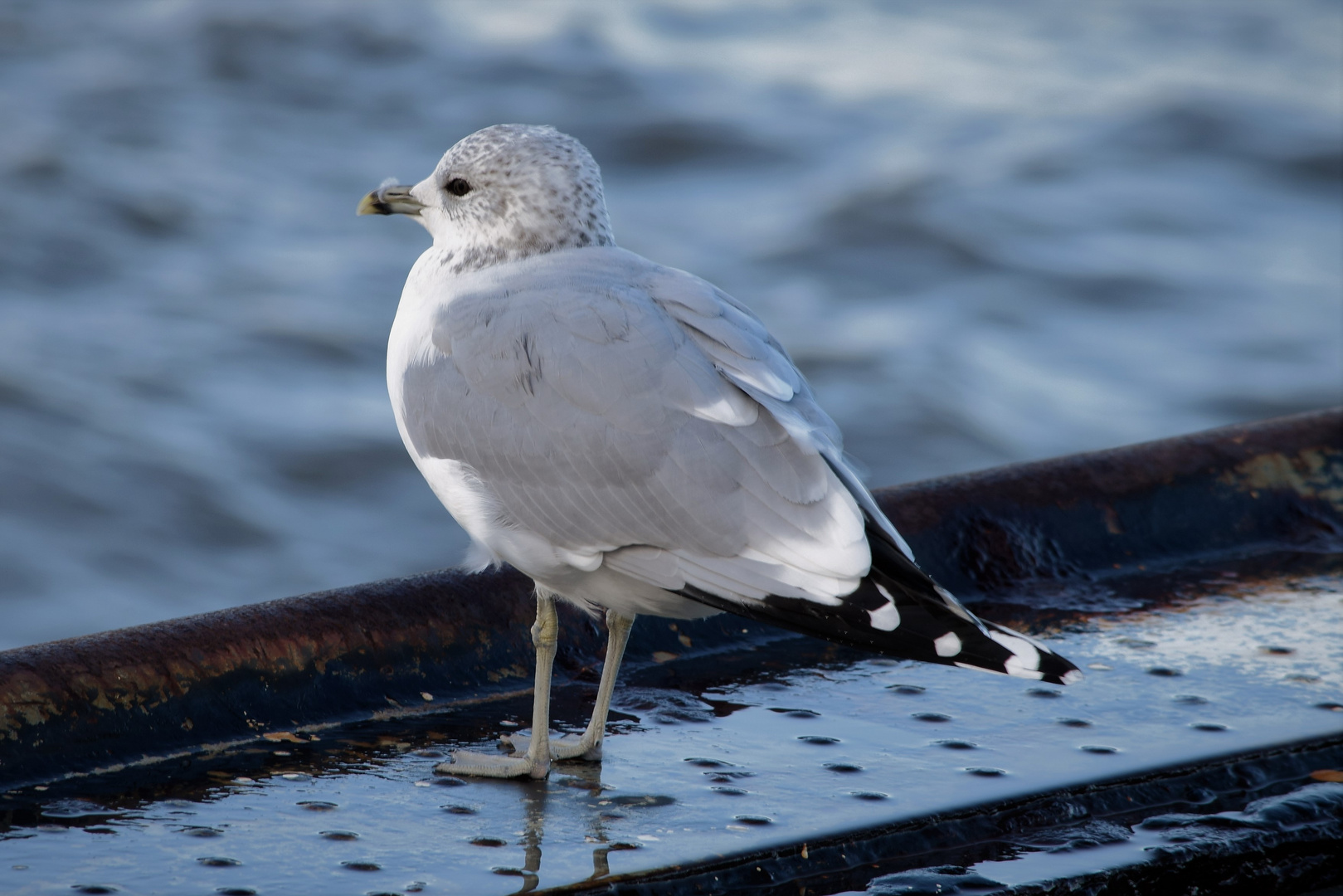 Möwe am Pier