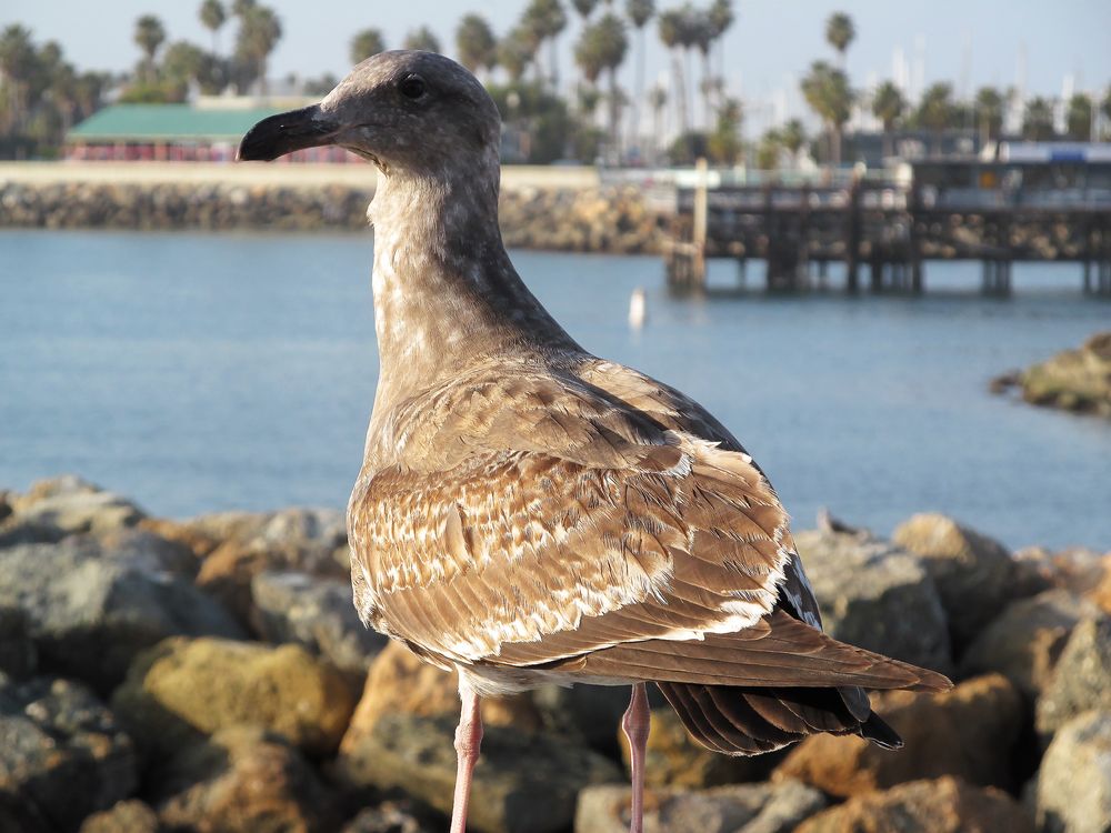 Möwe am Redondo Beach, Los Angeles