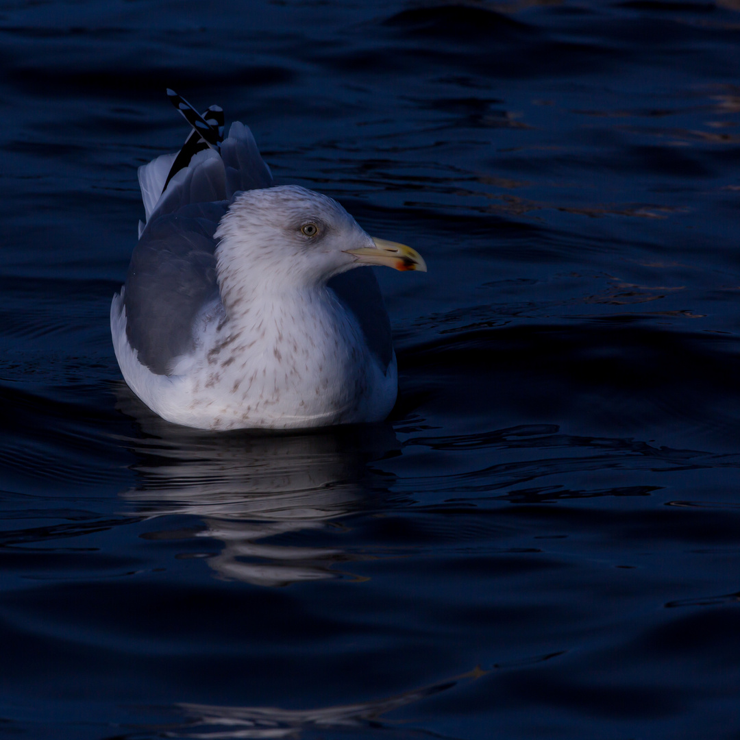 Möwe am Relaxen 