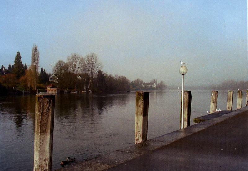 Möwe am Rhein