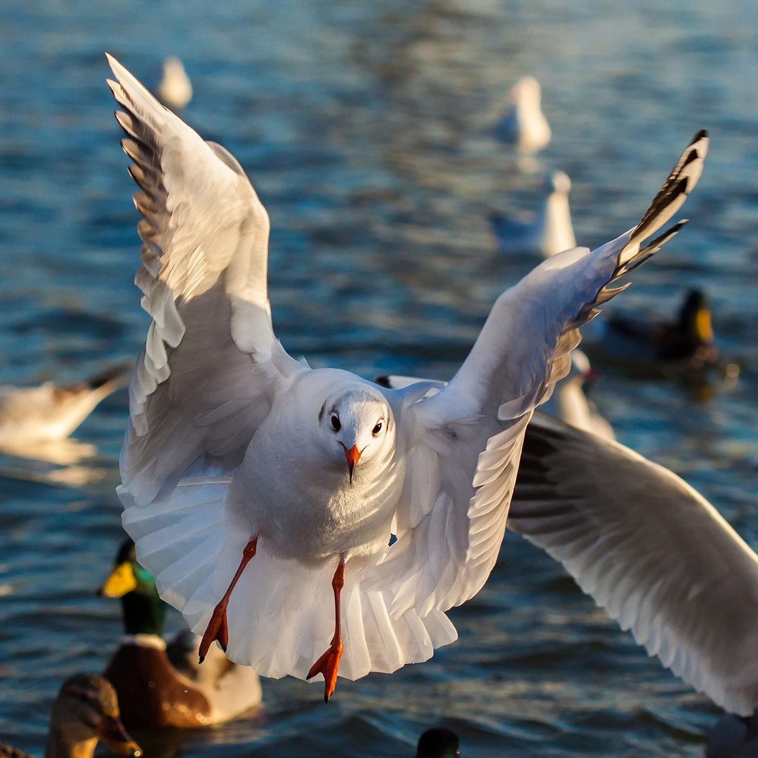 Möwe am Rhein