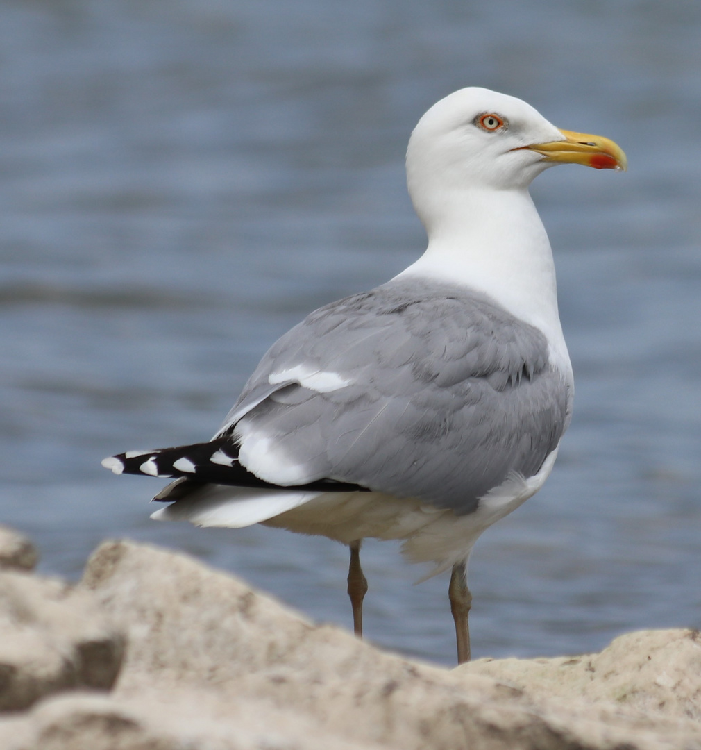 Möwe am Rhein