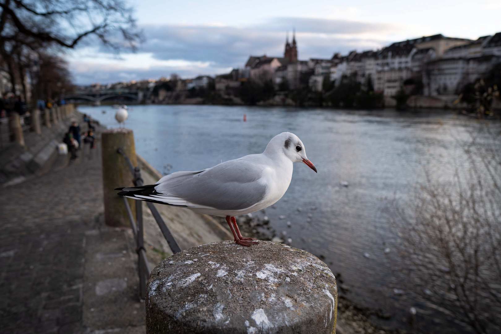 Möwe am Rhein bei Basel