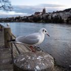 Möwe am Rhein bei Basel