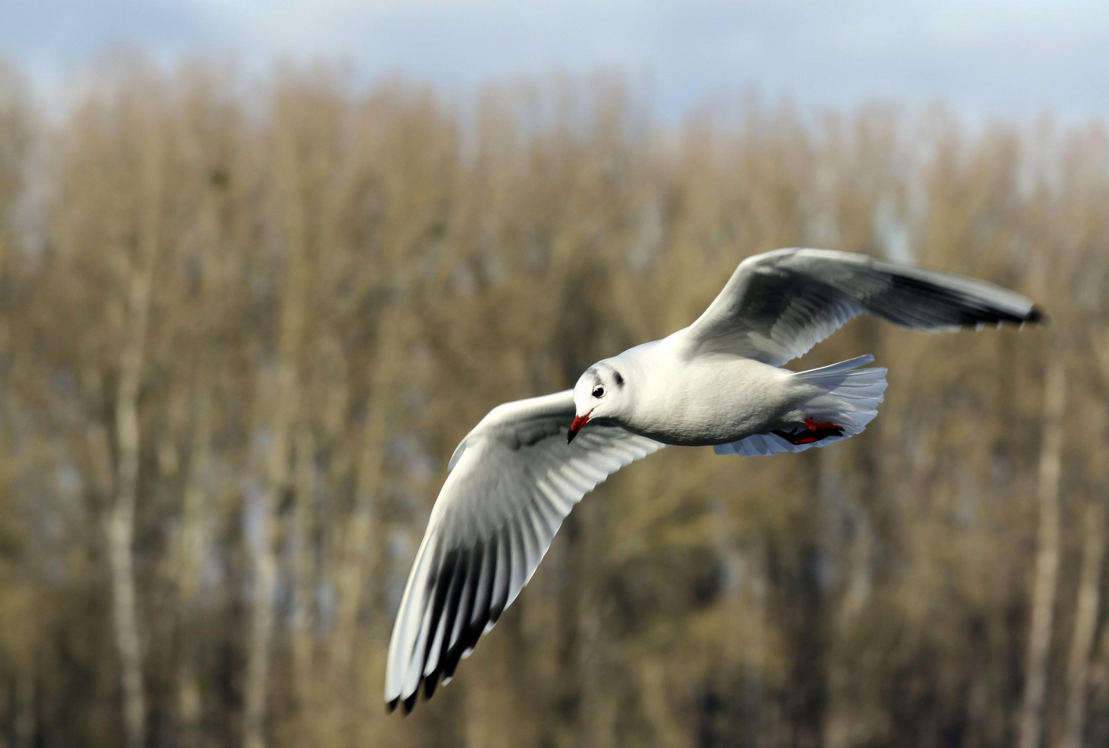 Möwe am Rhein bei Karlsruhe (2. Bild)