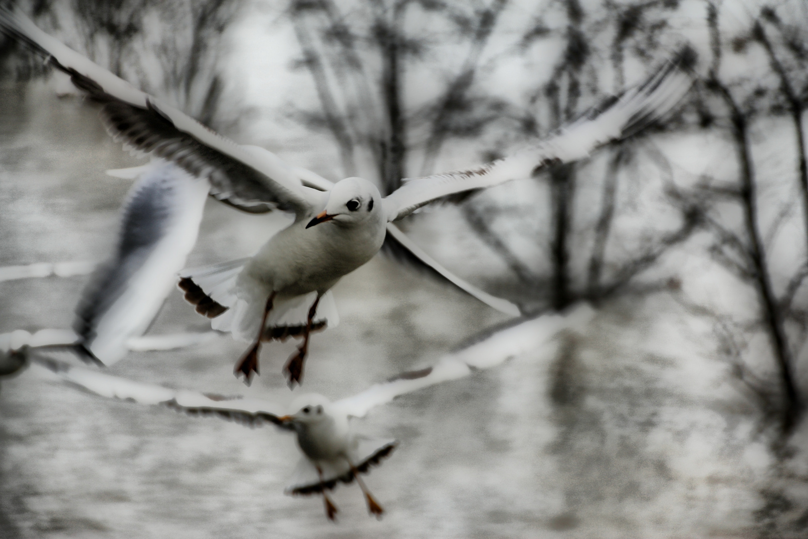 Möwe am Rhein