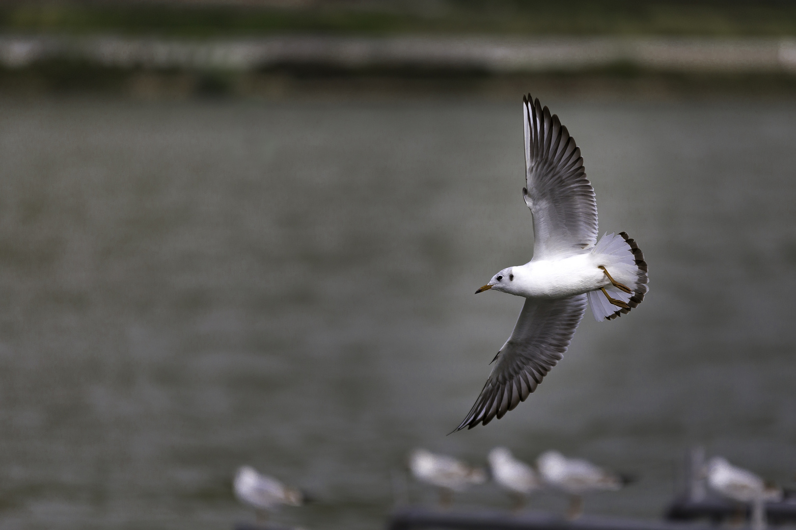 Möwe am Rhein