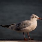 Möwe am RHEINAUHAFEN