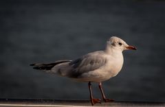 Möwe am RHEINAUHAFEN