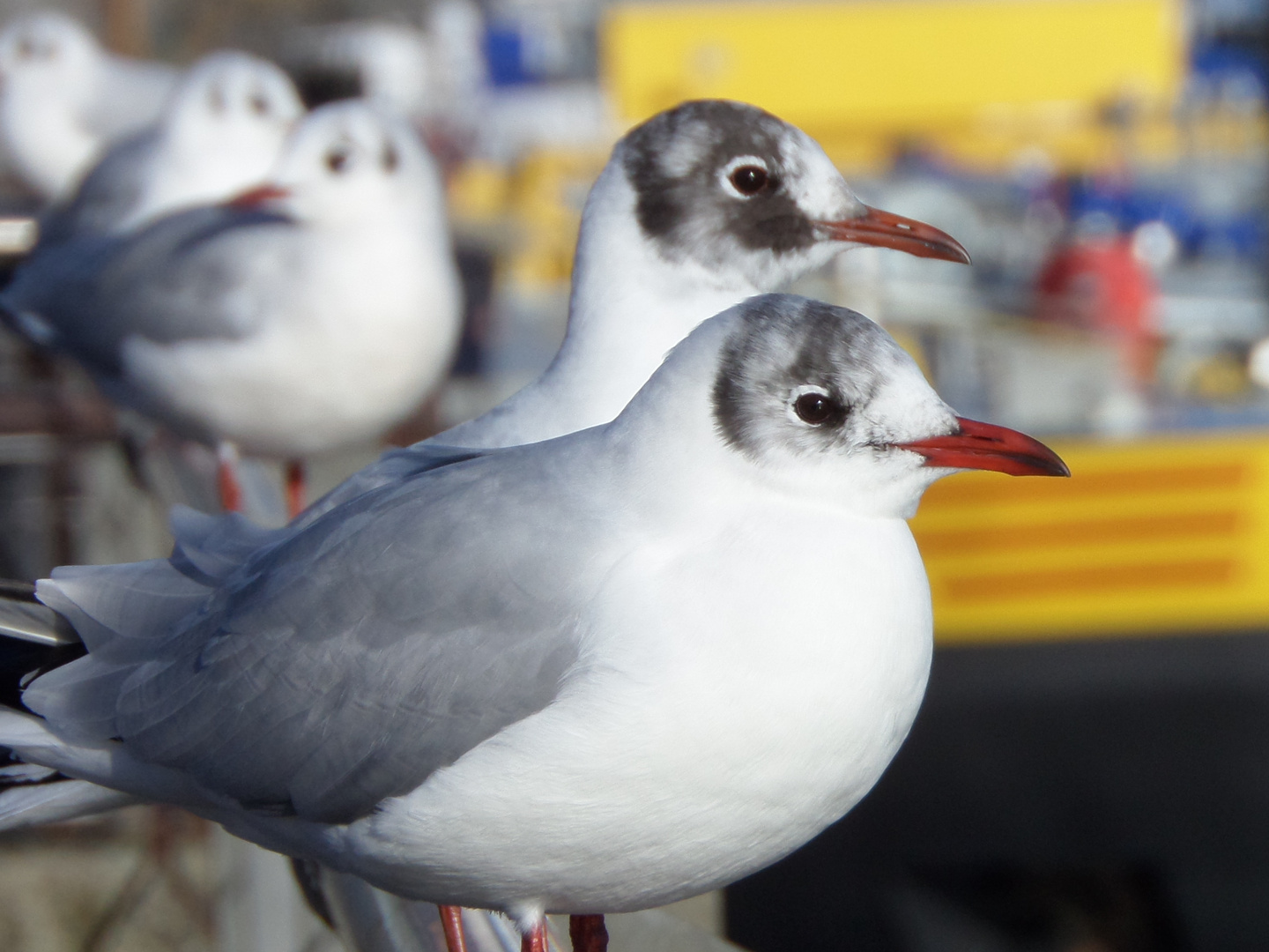 Möwe am Rheinauhafen