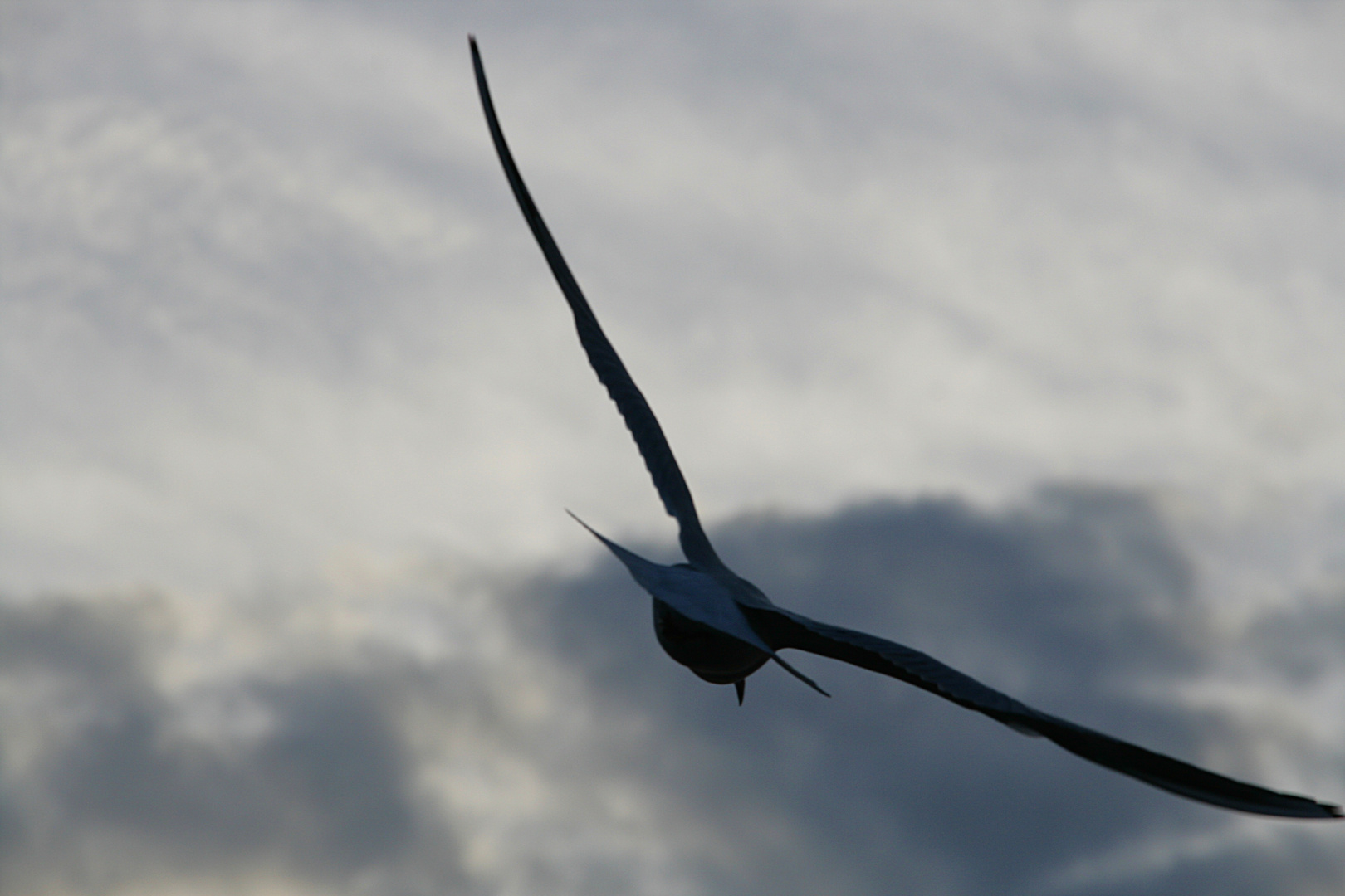 Möwe am Ryck in Wieck Schnappschuss