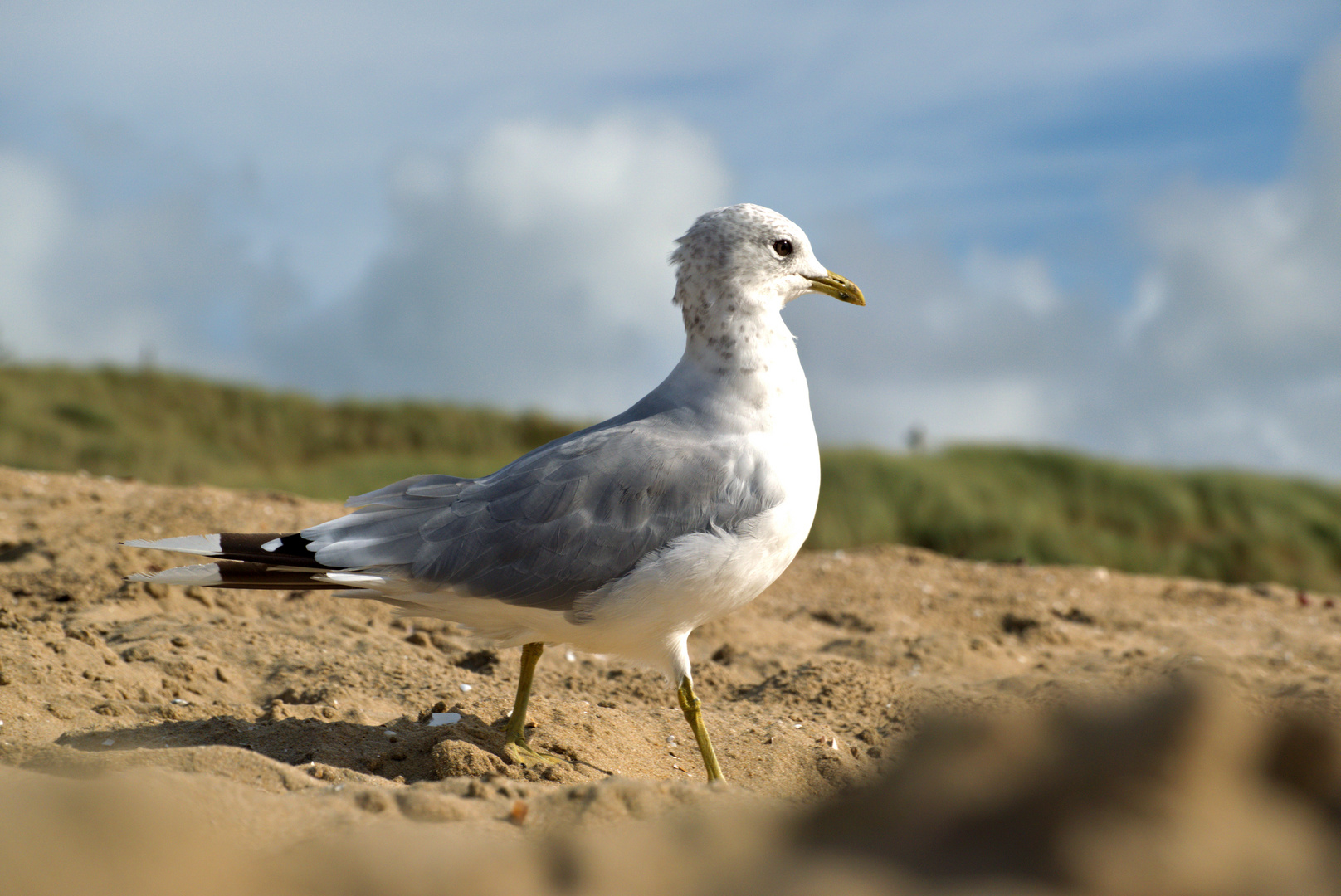 Möwe am Sandstrand