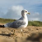 Möwe am Sandstrand