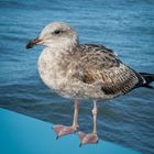 Möwe am Santa Monica Pier