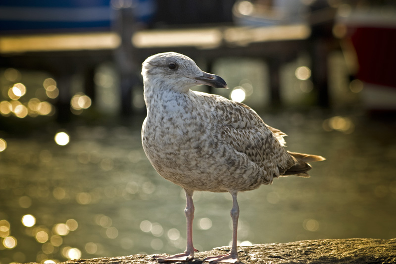 Möwe am Sassnitzer Hafen