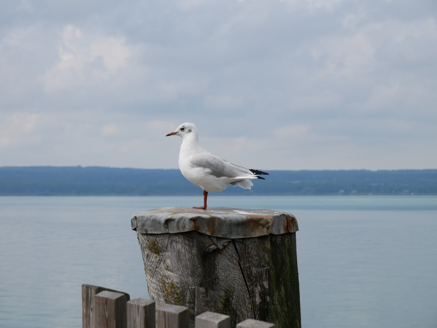 Möwe am Schiffsanleger