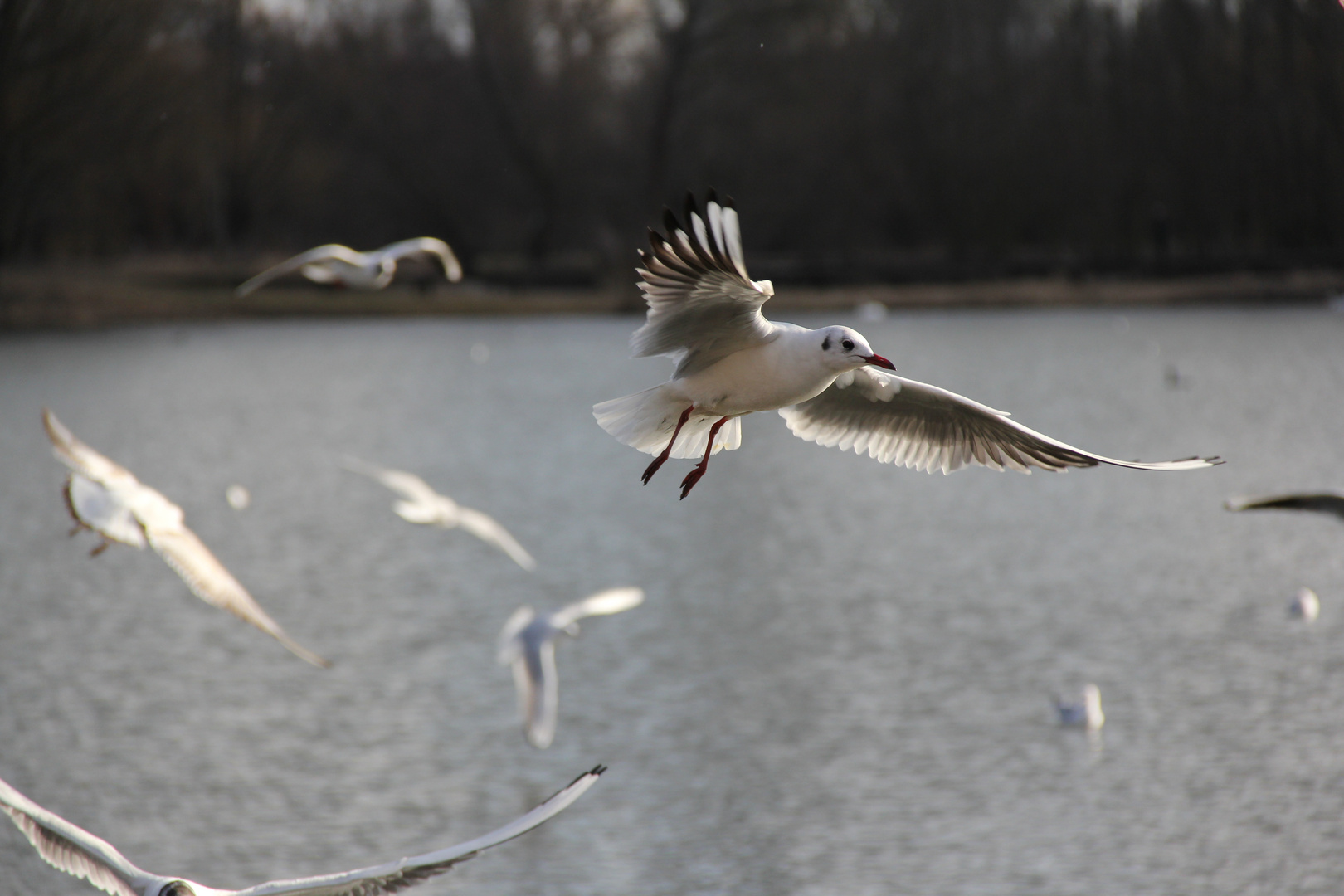 Möwe am See