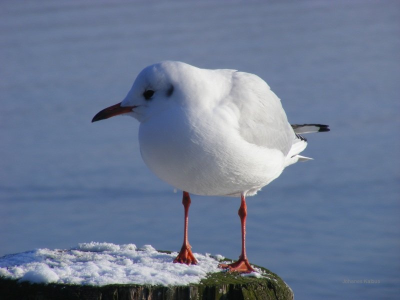 Möwe am See