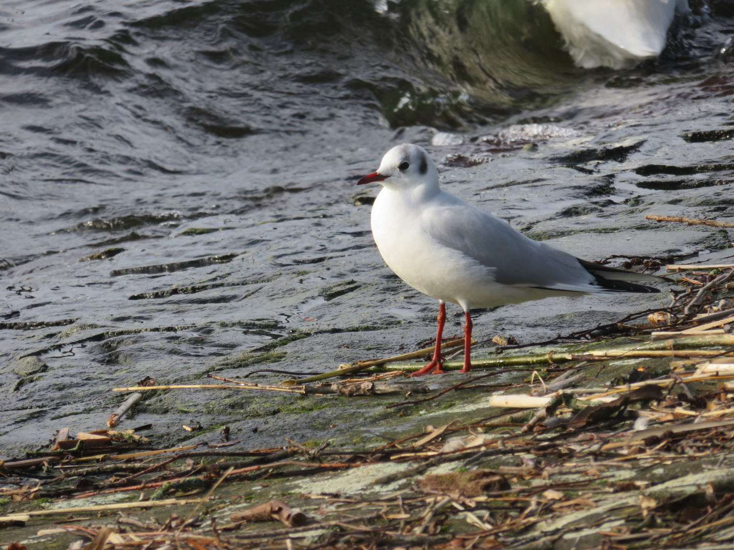 Möwe am See