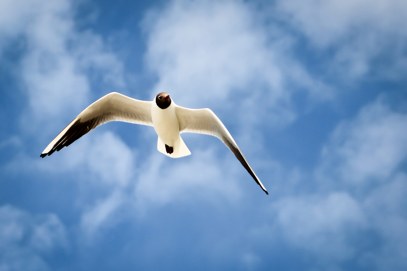 Möwe am Sommerhimmel