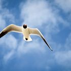 Möwe am Sommerhimmel