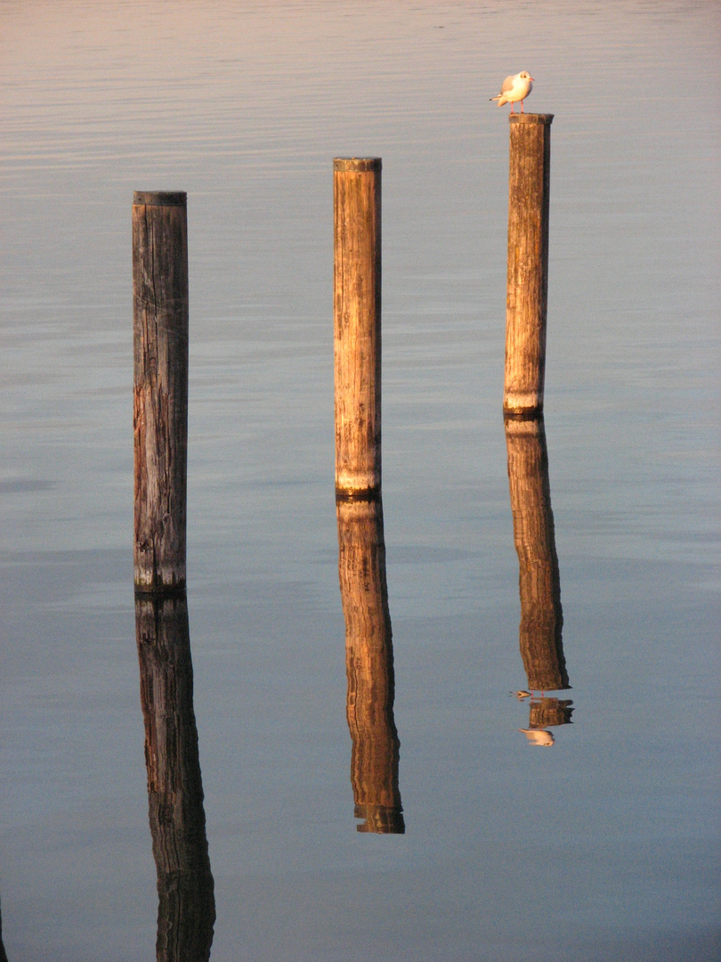 Möwe am Starnberger See