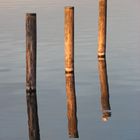 Möwe am Starnberger See