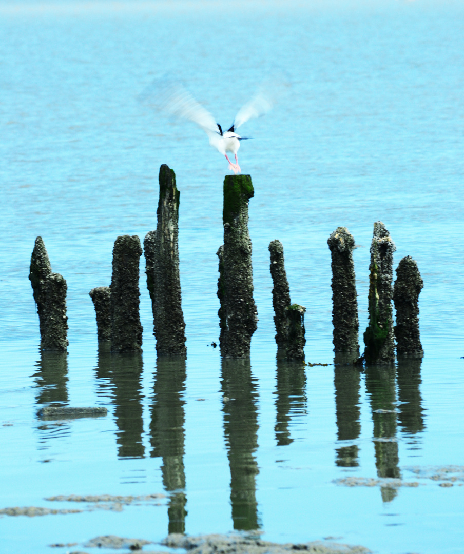 Möwe am Start