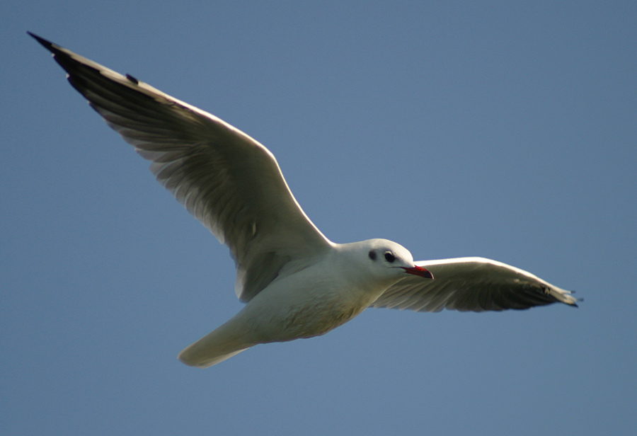 Möwe am Steinhuder Meer