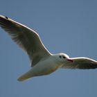 Möwe am Steinhuder Meer