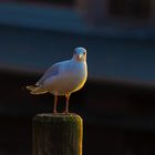 Möwe am Steinhuder Meer