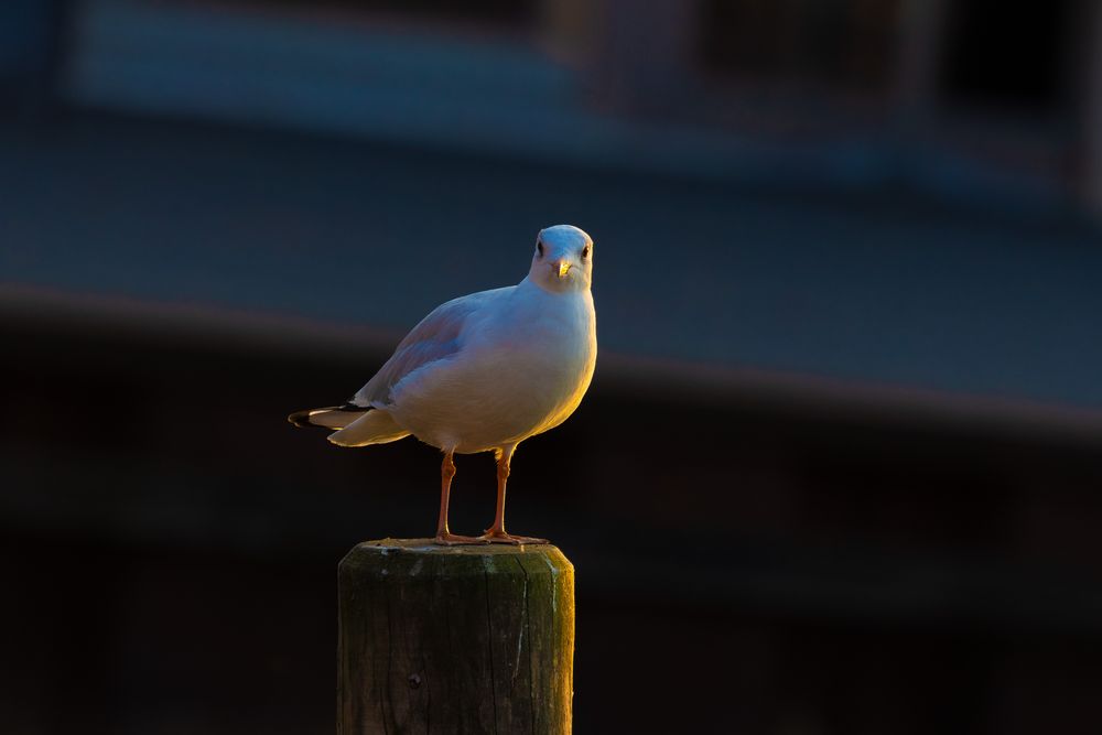 Möwe am Steinhuder Meer